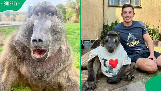 "We were expecting this news": Cindy the Baboon's death shatters the internet
