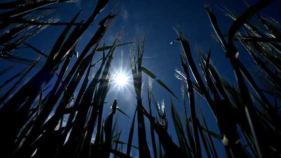 Forest fire risks mount in drought-hit Nordic nations
