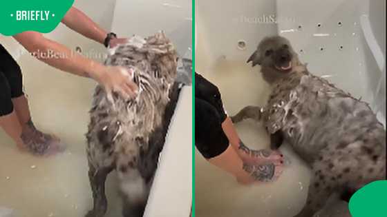 “Dog” bath video leaves Mzansi laughing after spotting the unusual guest