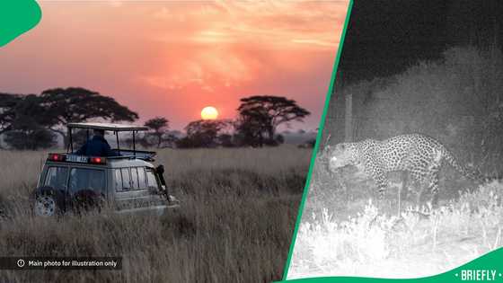 "Worthy of celebration": 1st Leopard sighting in 170 years captured at West Coast National Park