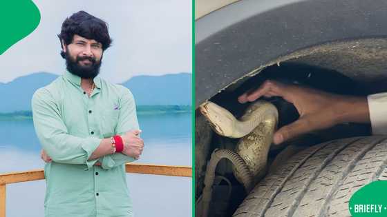 "You're playing with fire": Man attempts daring snake removal from car with no gear, SA warns