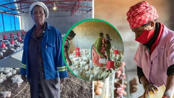 Mpumalanga woman, 65, turns poultry venture into prosperous business, celebrates financial independence