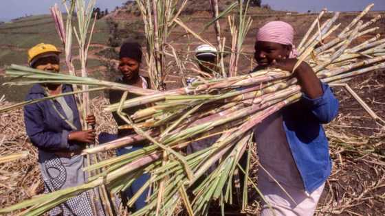 KZN sugar mills forced to shut down, sugar cane farms set on fire