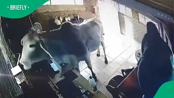"What an exercise": SA reacts as woman hilariously jumps on counter after cow crashes into office