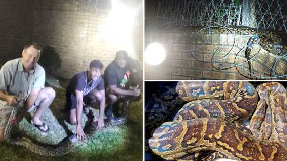 KZN snake rescuer catches massive 23kg 3.3m whopper of a python, says it was an unusual find