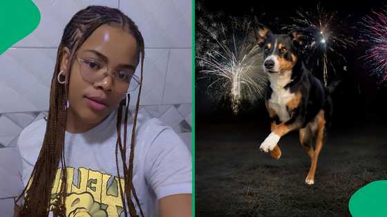"Very rare and brave dog": Dog's reaction to New Year's Eve fireworks leaves Mzansi stunned