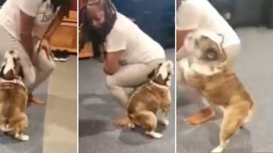 Twerking dog wows internet, animal's vibey dance moves go viral on TikTok