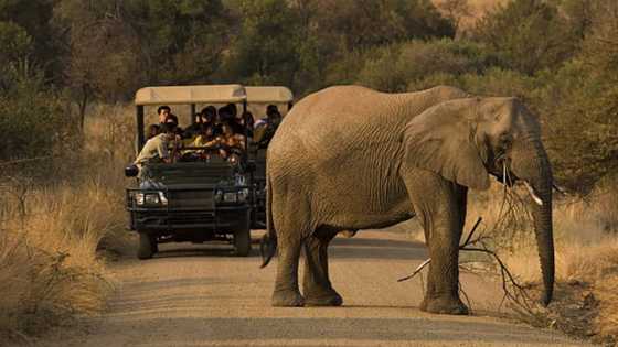 How Many Days Do You Need in Kruger to Experience the Big Five & More?