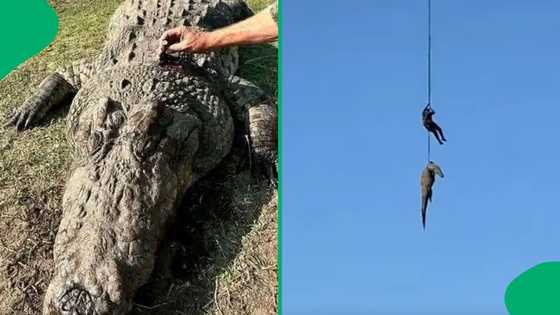 Global backlash as crocodile euthanised in South Africa after fatal river incident