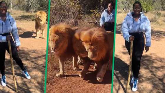 Woman walks 3 lions to take pics and videos with huge beasts in TikTok video, Mzansi applaud her courage: "Girl isbindi"