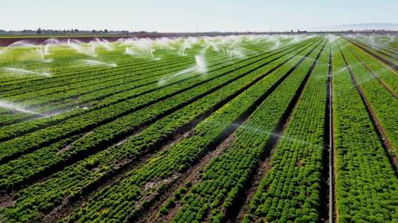 California's desert farmers defend their river rights