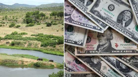 Limpopo game farm robbed of US dollars, pounds and firearms, SA stunned: "A lot of Phala Phala branches"