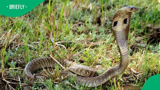 Snake found in washing machine in viral video leaves South Africans stunned
