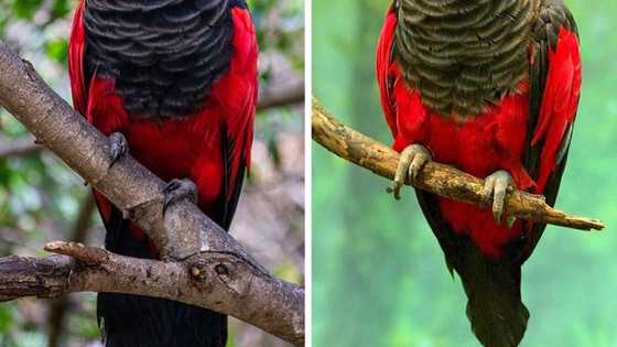 Interesting details about the Dracula Parrot