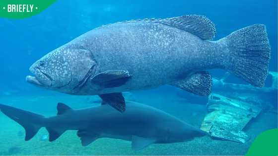 Stanley the Giant Grouper at uShaka Sea World in Durban Has Died After 20 Years