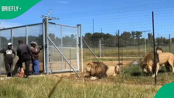 Viral TikTok video of men feeding lions sparks mixed reactions online