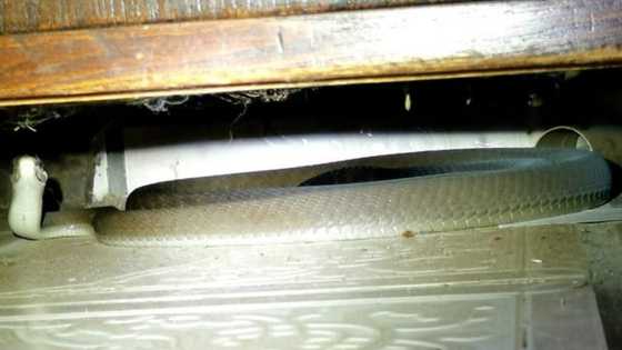 Sssssup? Black mamba surprisingly hisses at homeowner who calls Nick Evans to the rescue