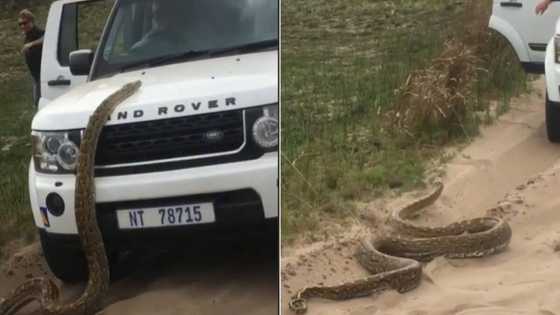 Man runs for his life as massive snake goes after car: “Snake is now the proud owner of a Land Rover”