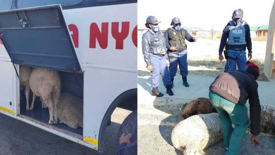 Suspected stock thieves arrested for trying to pull wool over cops' eyes
