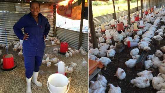 Soaring: Female chicken farmer praised online for nurturing her business