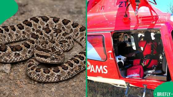 A teenager was rescued following a Berg Adder bite, thanks to coordinated emergency response