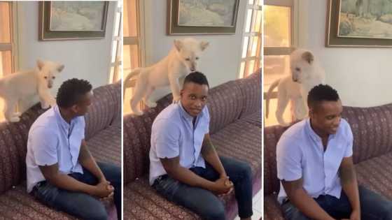 Video of Duduzane Zuma hanging out with lion cub sparks reactions, Mzansi impressed by his level of chill