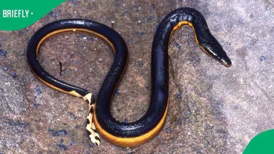 Highly venomous sea snakes wash ashore in Plettenberg Bay amid rough weather