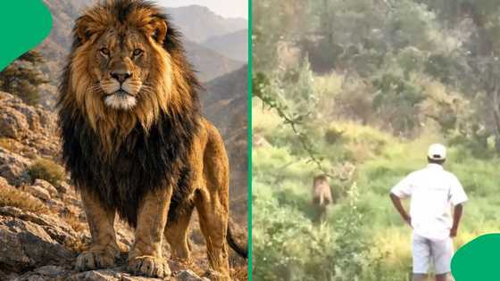 "Never turn your back": Wildlife tracker faces off against lions in tense Kruger Park encounter