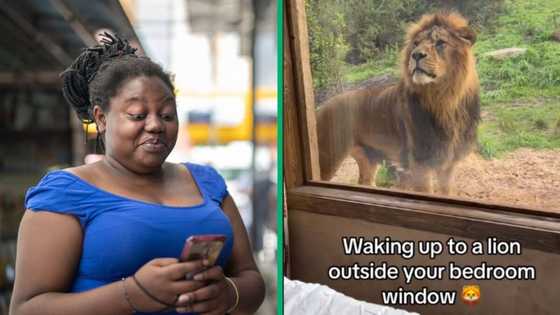 TikTok netizens react to wild lion peering into man's bedroom window: "Choosing his breakfast"