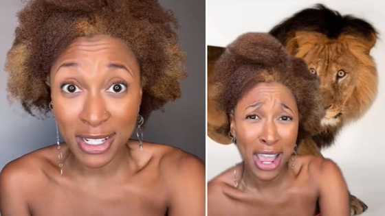 South Africans have a hilarious and salty reaction to US women claiming Mzansi citizens keep lions as pets