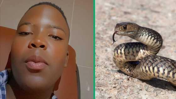 Man scares woman with snake found at home, Mzansi in stitches