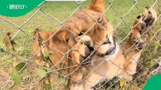 Lion steals tourist’s shoe through fence in TikTok video