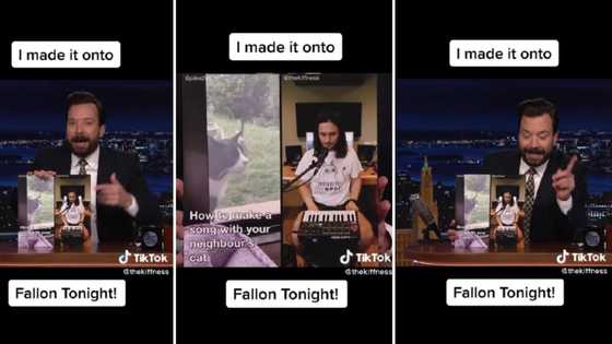 The Kiffness cat video makes it all the way to Jimmy Fallon Tonight show in US, SA applauds: "Legendary"