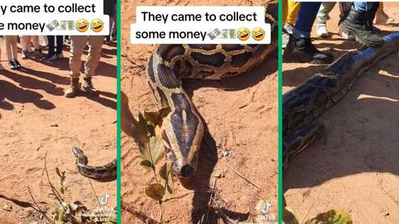 Curious group surrounds massive python slithering around, scary video creeps SA out