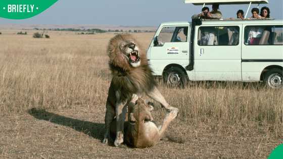 “Gosh, this is too risky”: SA reacts as lion fight up close stun safari tourists at Nzumba Camp