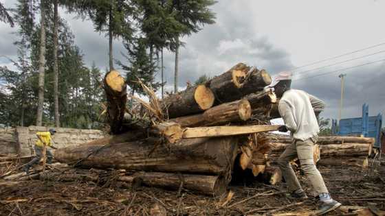 Relief and despair: repeal of logging ban divides Kenya