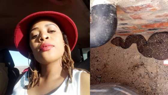 Lady takes snap of large snake in her home, SA reacts: "I would faint"