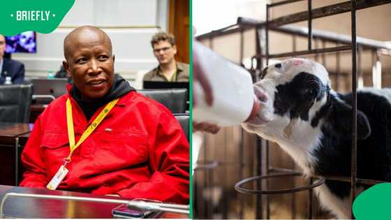 Julius Malema feeds calf milk in viral video amid legal battles