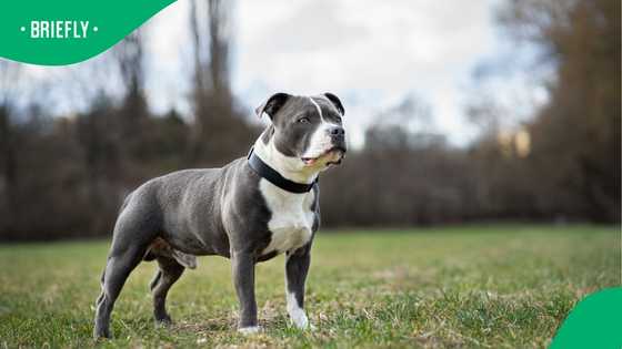 Are pitbulls really the problem? Activist urges focus on responsible ownership