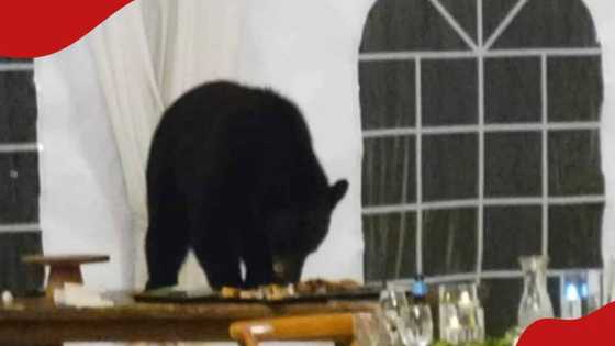 Bear Crashes Couple's Wedding, Steals Their Food in Viral Video