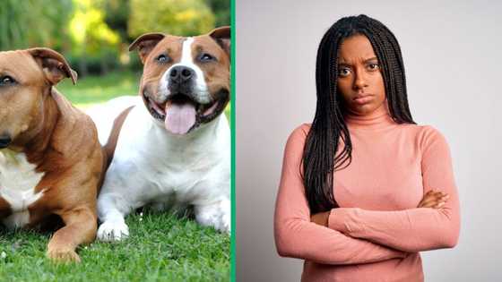 South Africans slam dog owner after pit bulls maul North West resident