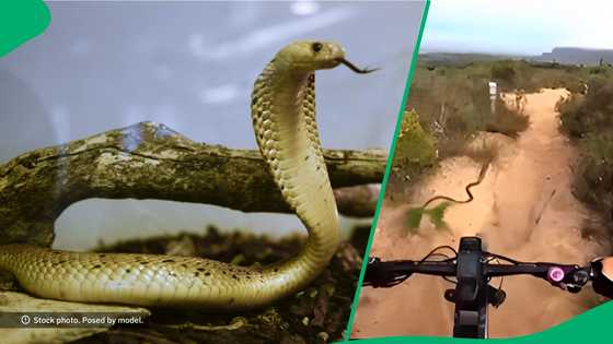 "You almost saw Jesus": Cycling man nearly rides over cape cobra, SA uneasy