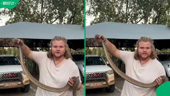 "They eat anything?": Man pulls huge cobra from truck tyre in Pretoria leaving Mzansi concerned