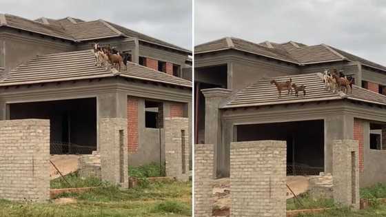 Video of goats on top of vacant house in Limpopo raises people's eyebrows