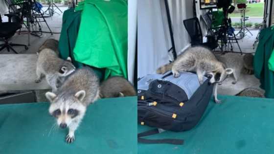 Revenge for 'badgering' Trump: Racoons accost journalists at White House