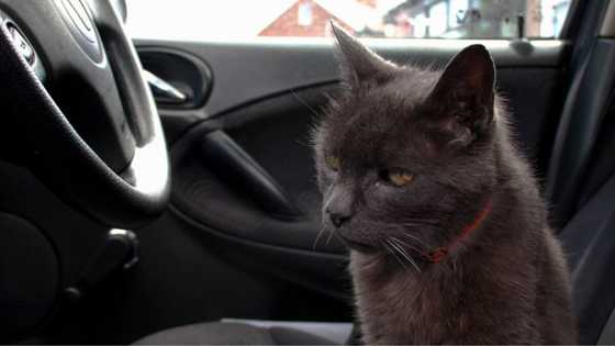Tales of the mysterious 'cat taxi' has social media users worried