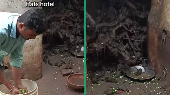 Man attends to "rats hotel" in TikTok video with 10M views, peeps disturbed as he feeds colony of rodents