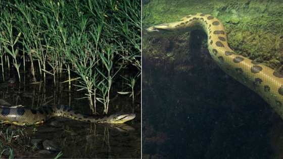 Snake in water gets 4.9M TikTok views, viral video of enormous anaconda has peeps vowing never to swim again