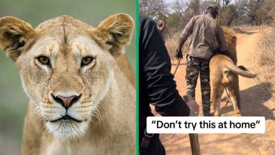 SA reacts to man petting wild lion in TikTok video, people warned viewers not to try at home