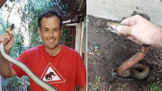 Nick Evans breaks a sweat and makes a splash capturing Mozambique spitting cobra chilling in old drainpipe